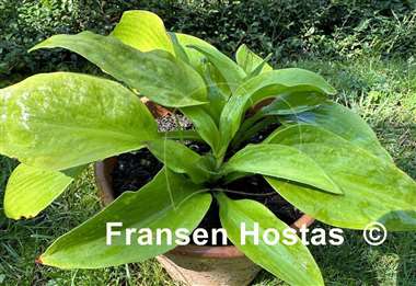 Hosta Paradise Road
