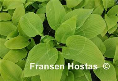 Hosta Paradise Road