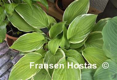 Hosta Paradise Standard