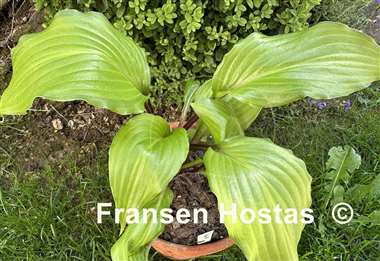 Hosta Paradise Star