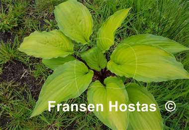 Hosta Paradise Star