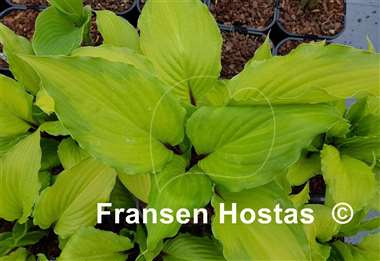 Hosta Paradise Star