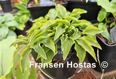 Hosta Paradise Sunset