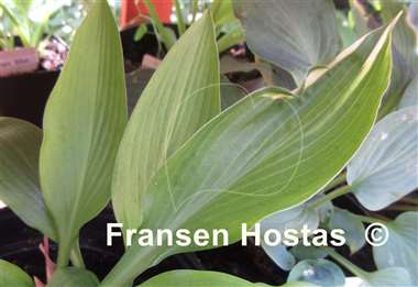 Hosta Paradise Tomatillo