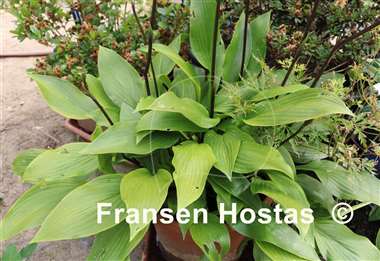Hosta Paradise Tomatillo
