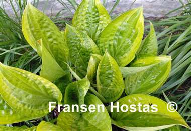 Hosta Paradise Uplands