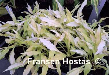 Hosta Paradise Wiggles