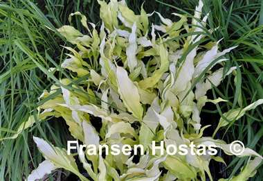 Hosta Paradise Wiggles