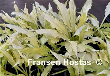 Hosta Paradise Wiggles