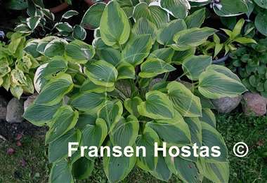 Hosta Parky's Prize