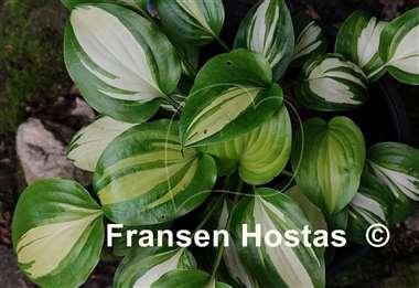 Hosta Parthenon