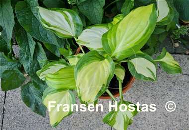 Hosta Parthenon