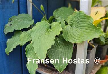 Hosta Party Favor