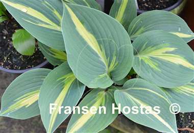 Hosta Party Popper