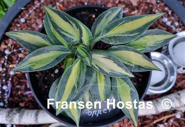 Hosta Party Popper