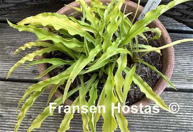 Hosta Party Streamers