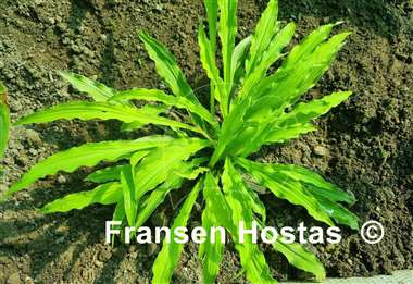 Hosta Party Streamers