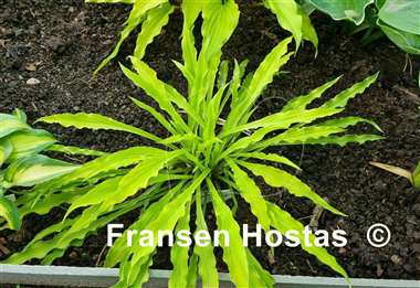 Hosta Party Streamers