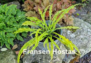 Hosta Party Streamers