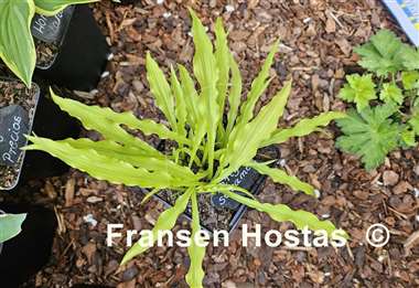 Hosta Party Streamers