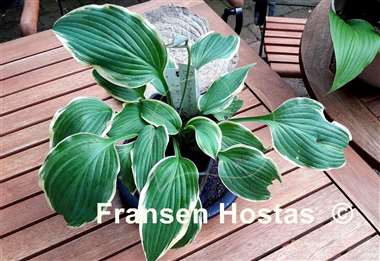 Hosta Party Trimmings