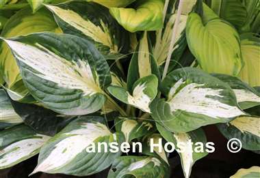Hosta Pathfinder