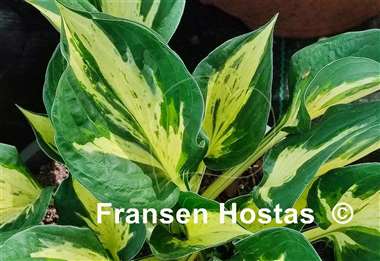 Hosta Pathfinder