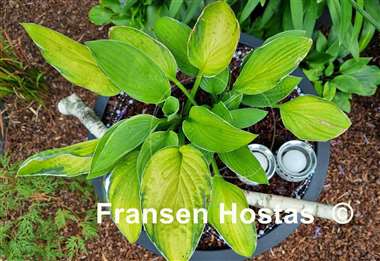 Hosta Patriot's Fire
