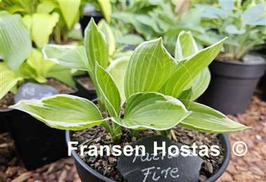 Hosta Patriot's Fire