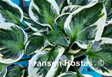 Hosta Patriot