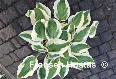 Hosta Patriot