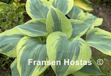Hosta Paul Vernooij
