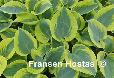 Hosta Paul Vernooij