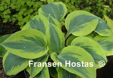 Hosta Paul Vernooij
