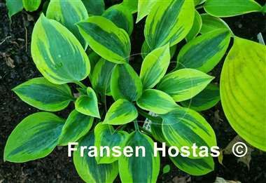 Hosta Paul Vernooij