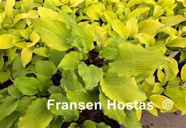 Hosta Pavlova Delight