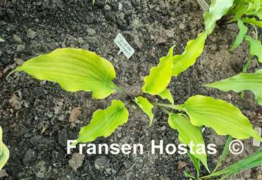 Hosta Pavlova Delight