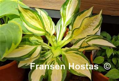 Hosta Peanut