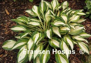 Hosta Peanut