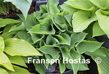 Hosta Pearl Lake