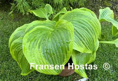 Hosta Pearly Gates