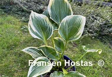 Hosta Pearly Gates