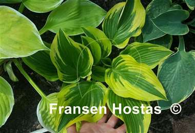 Hosta Pearly Gates