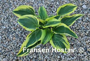 Hosta Pearly Gates