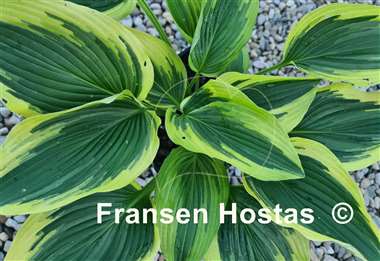 Hosta Pearly Gates