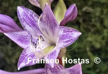 Hosta Pebble Creek Moon Journey