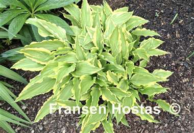 Hosta Peedee Laughing River