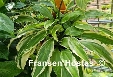 Hosta Peedee Laughing River