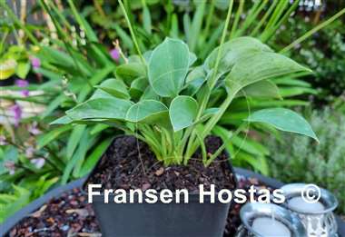Hosta Pelham Blue Tump