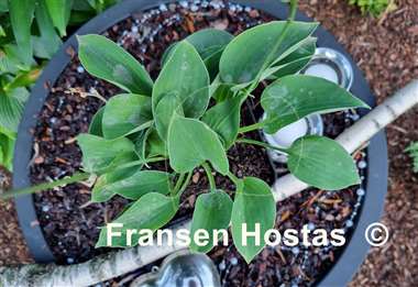 Hosta Pelham Blue Tump
